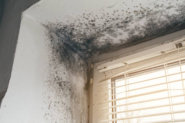 Affordable Mold Inspection And Testing solutions in Wendell, NC